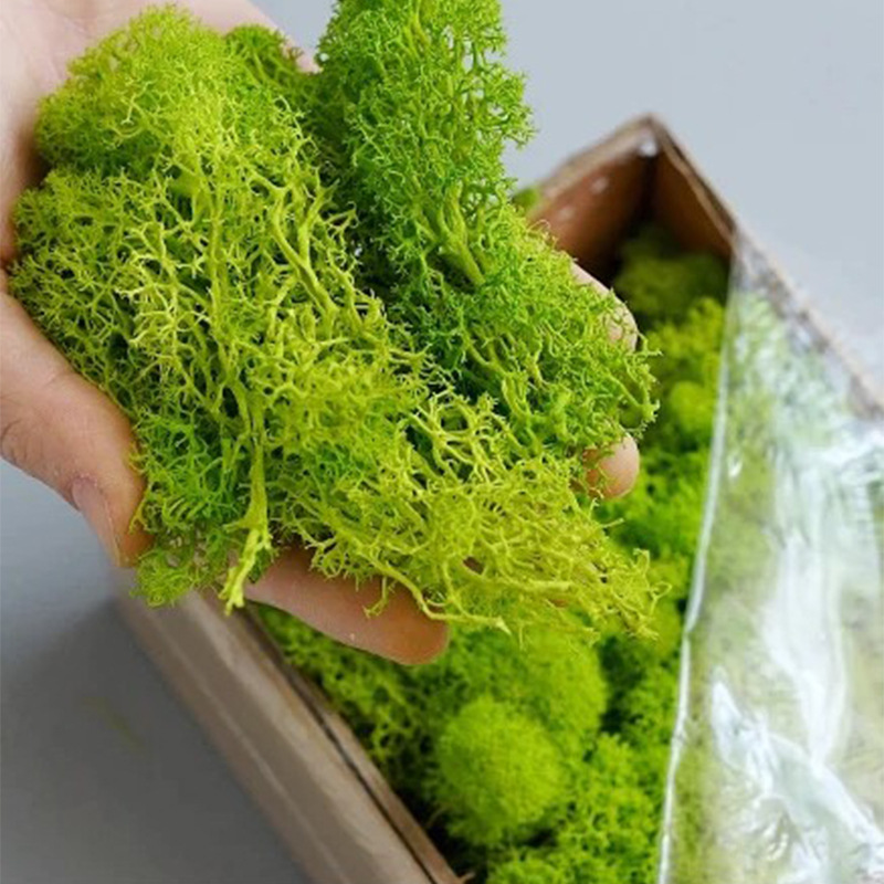 200g Kunstmatige Groene Plante - Sphagnum Moss Dry recensie en prijs