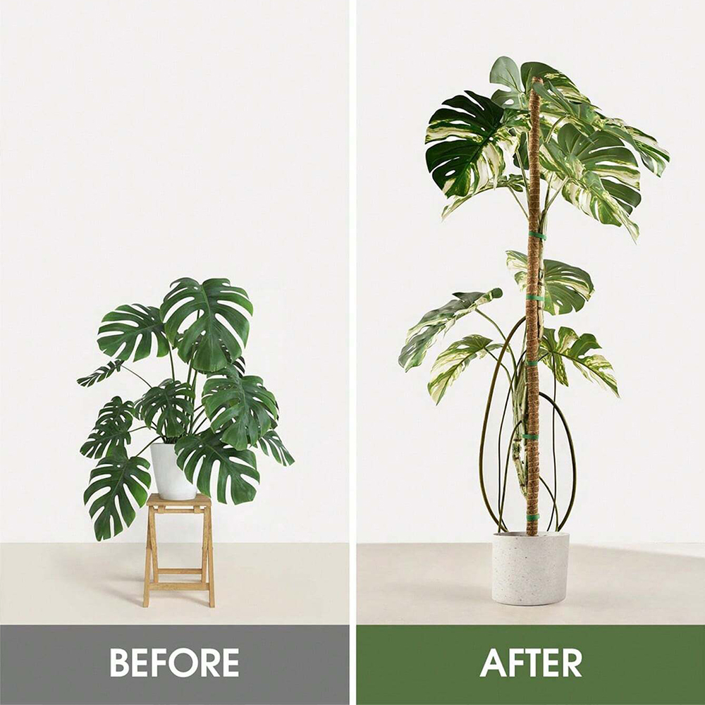 Mosstok voor planten Monstera  - Sphagnum Moss Dry recensie en prijs